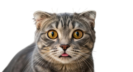 Cute Scottish Fold Cat Closeup