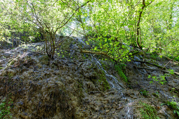 A tree with a stream of water coming out of it