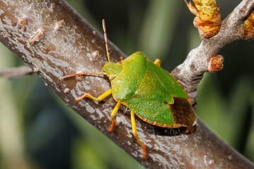 A green bug is sitting on a branch