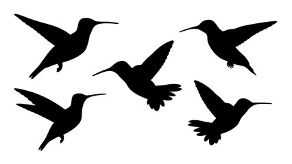 Obraz premium humming bird silhouette vector illustration on tranparent background