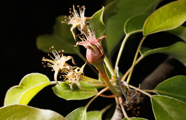 A small flower bud is surrounded by green leaves