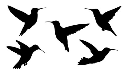 humming bird silhouette vector illustration on tranparent background