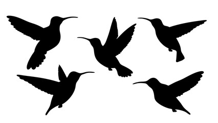 humming bird silhouette vector illustration on tranparent background