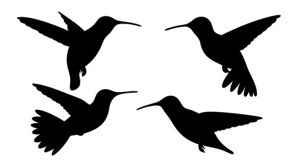 humming bird silhouette vector illustration on tranparent background