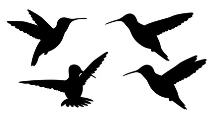 humming bird silhouette vector illustration on tranparent background