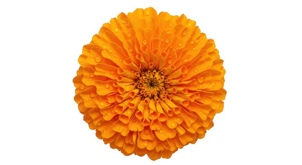 Dewkissed Orange Zinnia Flower