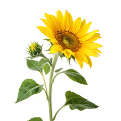 Fototapeta premium A single yellow sunflower blossom with small green leaves on the stem isolated on a transparent background png
