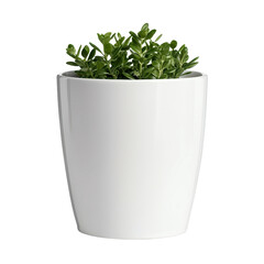 Potted Plant in Modern White Ceramic Container for Elegant Home Decor and Indoor Gardening Aesthetic