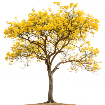 A single tree blooming with beautiful golden trumpet flowers (Tabebuia aurea) in spring isolated on a transparent background png