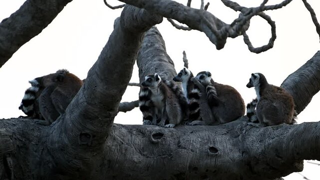 Cute Lemur Catta Family Plays Near Famous Baobab Tree in Madagascar During Sunset in Super Slow Motion