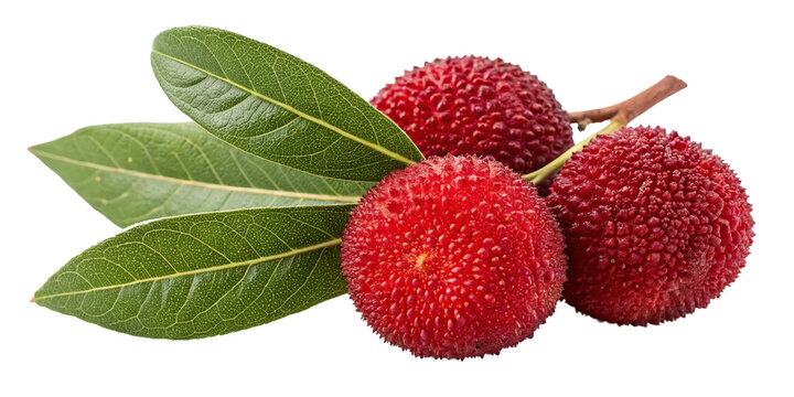 Three Arbutus Berries with Leaves Isolated on Transparent Background, arbutus unedo, red fruit, strawberry tree, fruit
