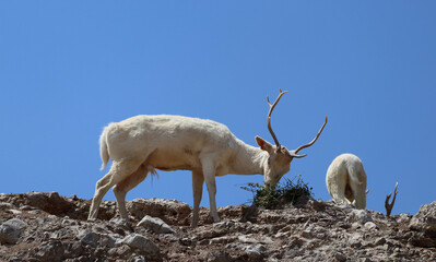 White deer eating in its habitat 