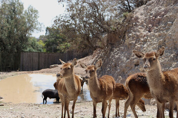 Group of young deer in reserve