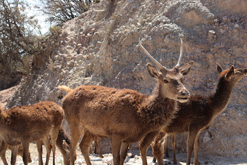 Group of Timor deer in the wild 