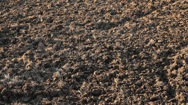Rough brown earth with dry plant debris textured field.