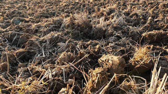 Rough brown earth with dry plant debris textured field.