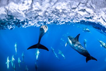 A pod of dolphins swims just beneath the surface in the crystal-clear waters of Australia. 