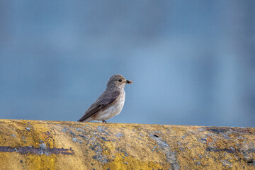 An adult Spotted Flycatcher (Muscicapa striata) perches on a metal pipe, holding an insect in its...