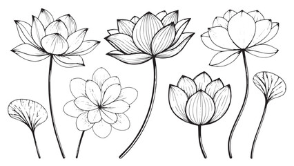 Elegant black and white line art lotus flowers and leaves silhouette