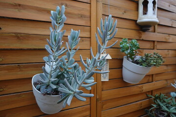 Senecio vitalis growing in hanging pots on wooden fence