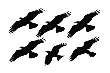 Flying Crows Silhouette: A flock of crows soars gracefully across the sky, their dark silhouettes standing out in stark contrast, presenting a stunning visual of freedom and movement.