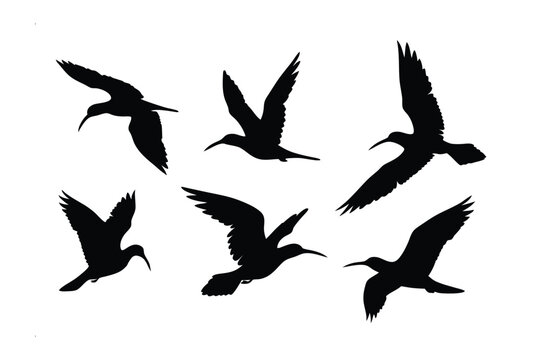 Soaring Silhouettes: Elegant silhouettes of seabirds in flight. Witness the effortless grace and freedom of these avian marvels. Capture the beauty of avian flight.