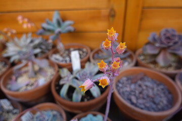 Blooming echeveria runyonii 'topsy turvy' succulent plant growing in terracotta pots