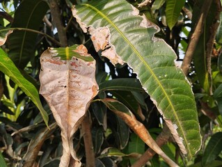 Mango leaves affected by fungal disease, close up view 