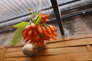 Fresh orange chili peppers hanging and drying under a roof
