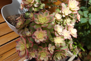 Aeonium kiwi showing vibrant pink and green colors in hanging pot