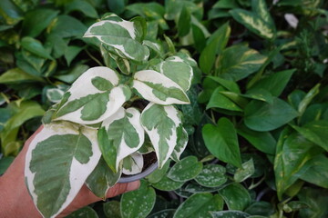 Gardener holding potted syngonium podophyllum albo variegata in greenhouse