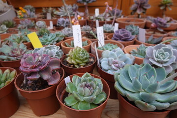 Colorful echeveria succulents growing in small pots