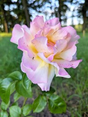 A delicate pink and yellow rose with an ant. a lush rose with multicolored petals that shimmer from...