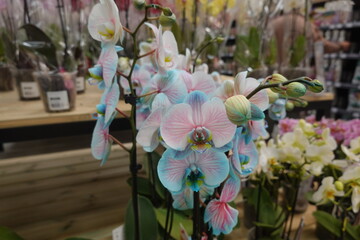 Delicate pink and blue orchid flowers blooming in garden center