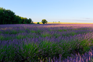 Lavender fields in the French Gâtinais Regional Nature Park
