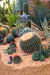 A photo of a cactus garden.