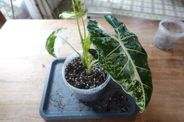 Alocasia frydek variegata growing in pot on table