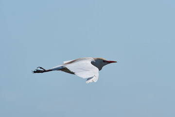 Western cattle egret in flight