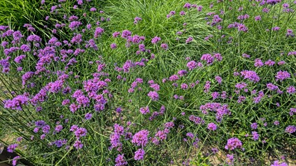 Colorful wildflowers