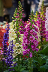 Obraz premium A close-up photo of Foxglove plants.