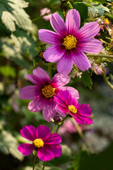 Obraz premium A photo of Garden Cosmos flowers.