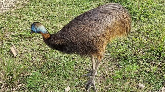 Small Casuarius in a cage. "Casuarius" is one of two genera of birds in the family Casuariidae. The genus contains three species of cassowaries that are very large and flightless.
