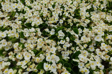 Many white begonia semperflorens growing in garden