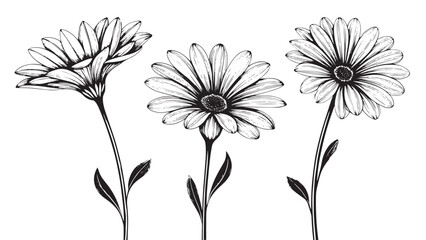 Three delicate daisy flowers in a detailed line drawing silhouette style