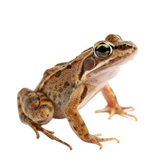 Naklejka premium A single common green frog, a small amphibian creature from the wild isolated on a transparent background png