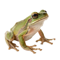 A small green tree frog with big eyes sitting patiently on a surface isolated on a transparent background png