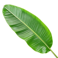 A vibrant and glossy banana plant leaf, showing the rich green texture of nature isolated on a transparent background png
