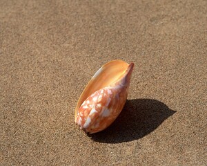 seashell on the beach