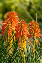 A photo of Red Hot Poker flowers.