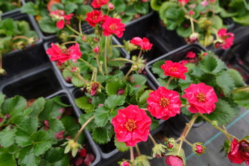 Blooming pink strawberry plants growing in pots at nursery